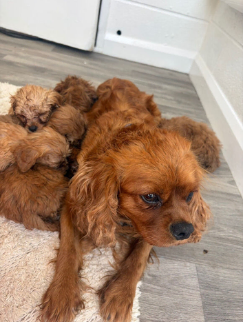 Cavapoo