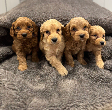 Beautiful cockapoo puppies