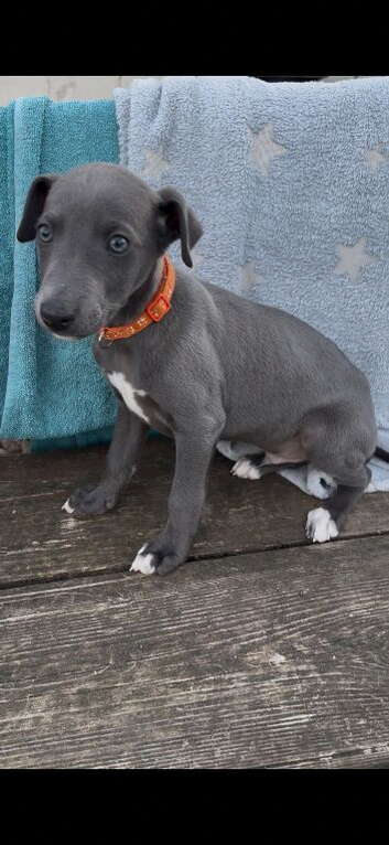 Kc Reg blue fawn and blue whippet pups *only 1 left*