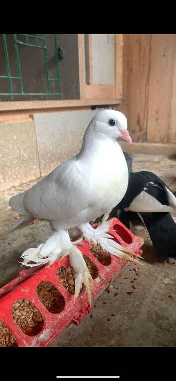 young tumbler pigeons