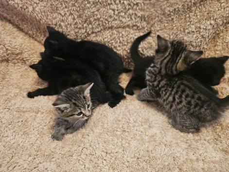 Beautiful kittens forsale. Only girls available.