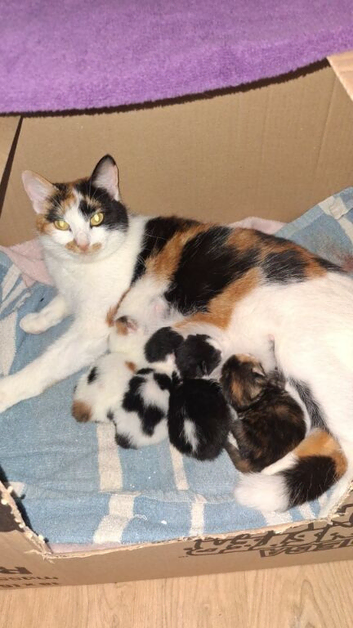Kittens