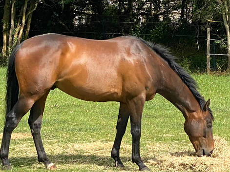 Bay gelding