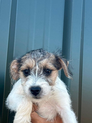 Jack Russell x bishon frise