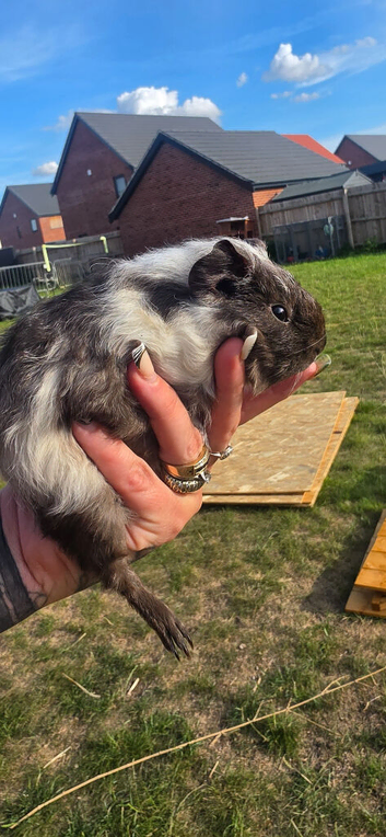 Beautiful fluffy texel cross guinea pig boars.