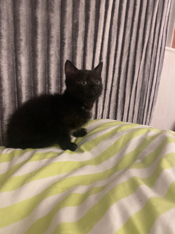 2 kittens must go