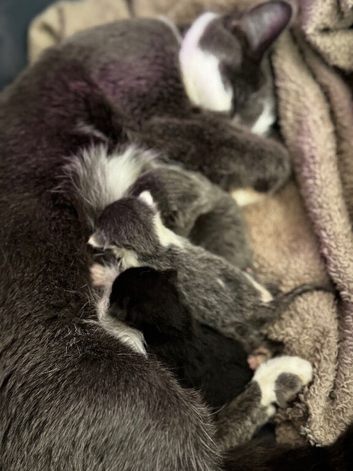 3 beautiful kittens