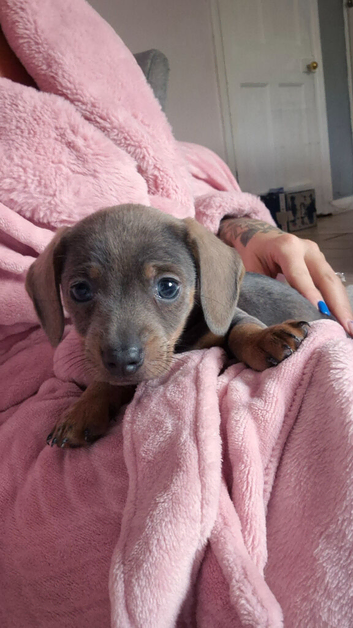 Male puppy