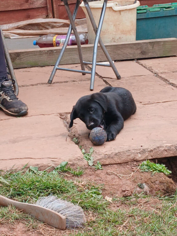Puppys