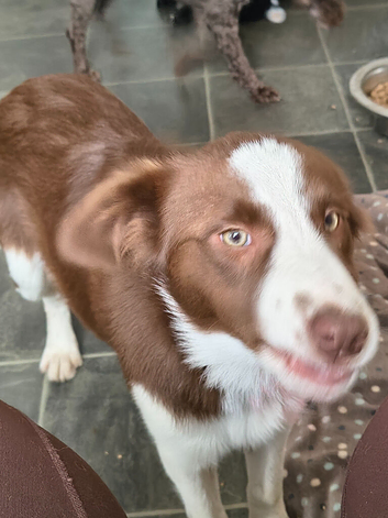 Chocolate and white 5 month old bitch