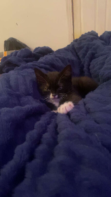 Kitten