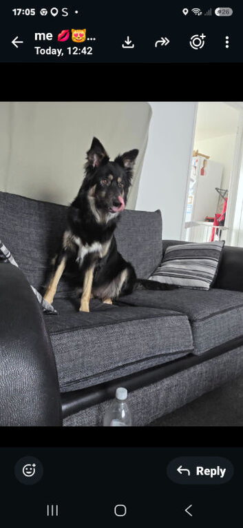 Border collie