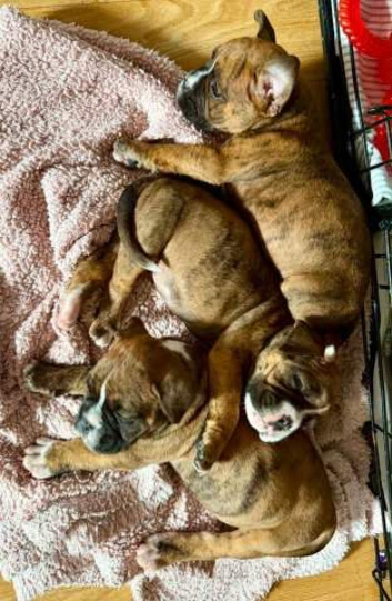 Beautiful Boxer Puppies Looking for Loving Homes