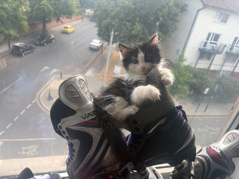 2 kittens