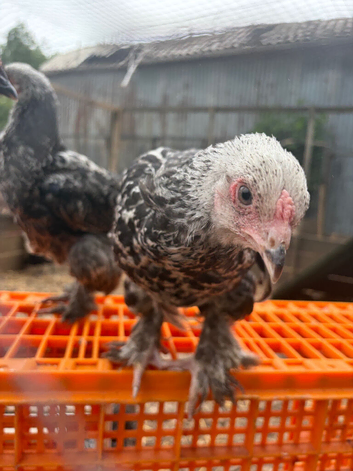 Brahma cockrels
