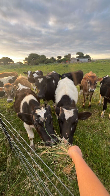 FREE COWS to a good home