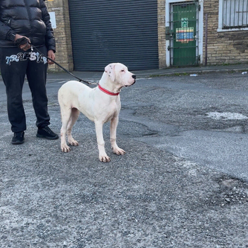 Bully kutta female puppy
