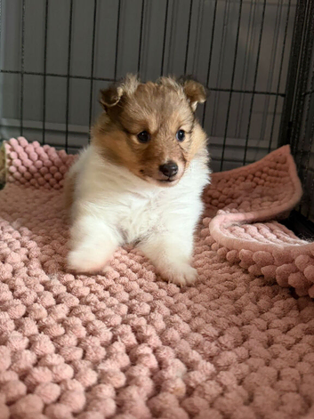 Female Shetland sheepdog looking for her forever home
