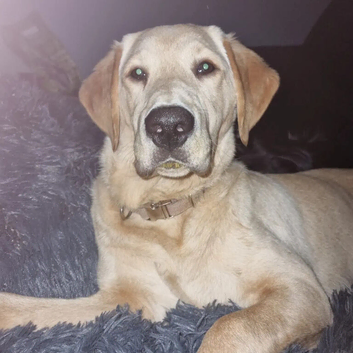 Golden lab retriever for stud