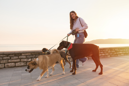 dog walker