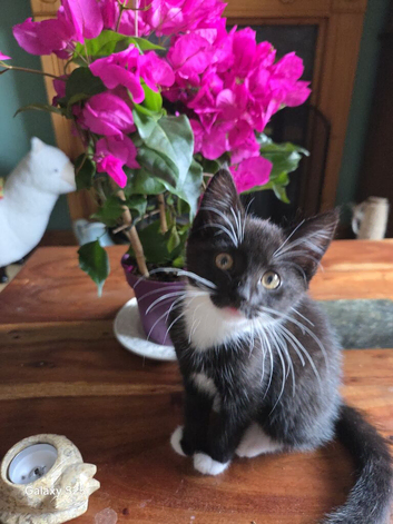 Girl kitten