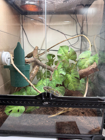 5 panther chameleons for sale(Ipswich) not Hadleigh