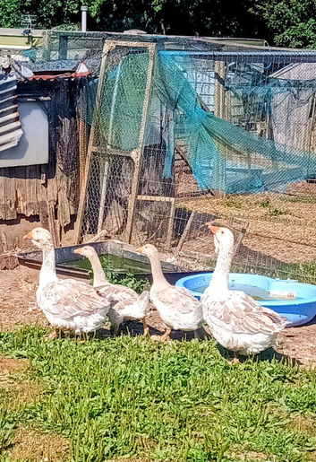 Trio of Buff Dewlap Toulouse Geese