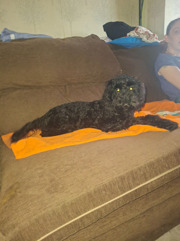 Black female cockapoo 450 ono