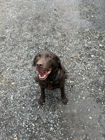 Stunning 8 Year old working choclate lab