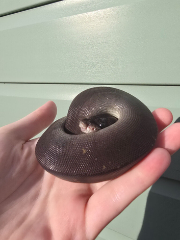 Gorgeous Super black pastel python.
