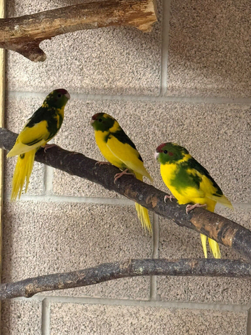 Kakariki parrot