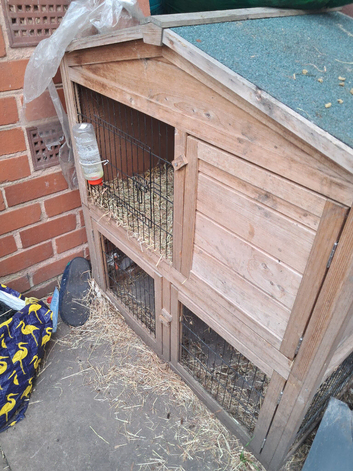 Guinea pig