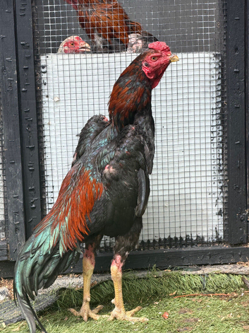 Black jap x hint cock