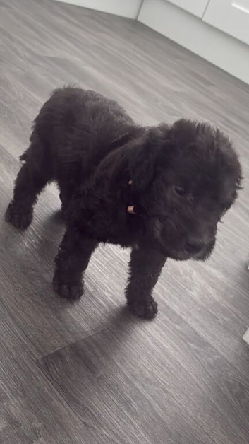 Bedlington terrier puppies