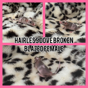 Fancy mice available now