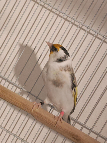 Pied Siberian goldfinch
