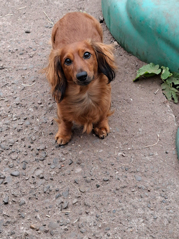 Gorgeous friendly shaded red miniature dachshund boy