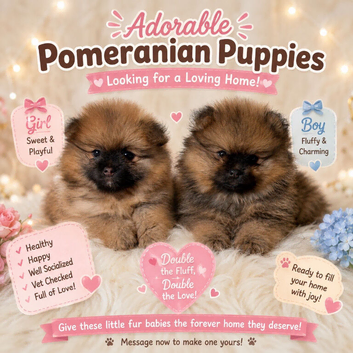 READY TO GO POM PUPPIES