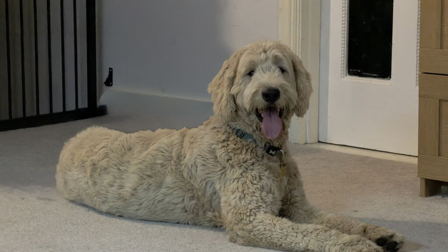 Gorgeous Goldendoodle for rehome
