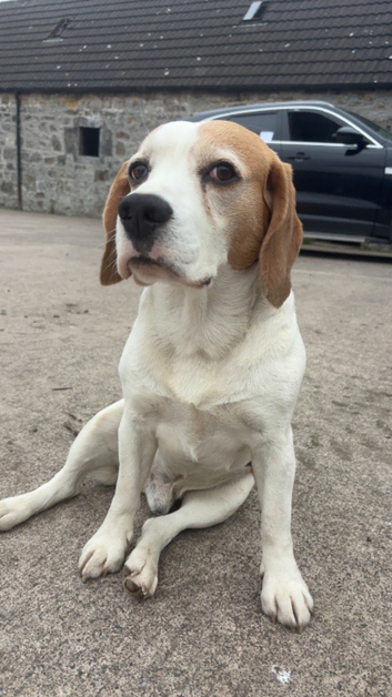 Beagle for stud