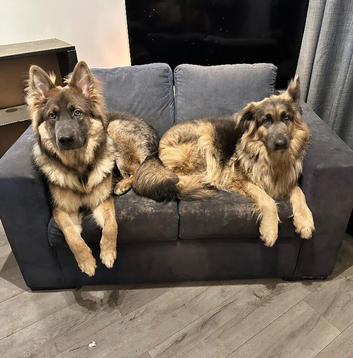 German shepherd puppies