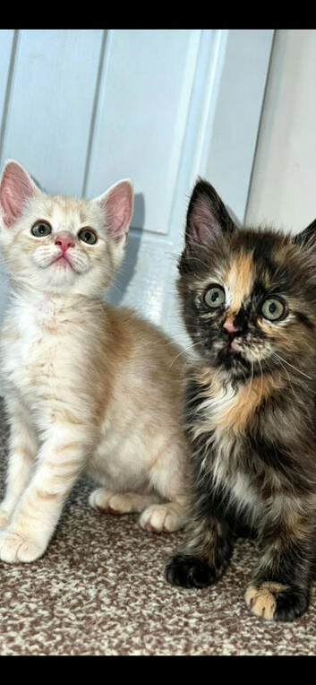 Maine coon only 2 out of 7 left