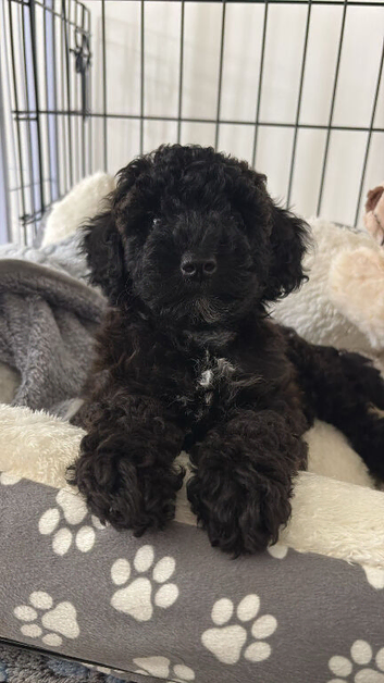 Beautiful toy poodle girl looking for new home
