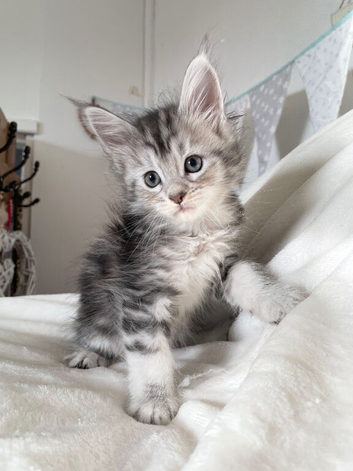 Silver tabby and Black Smoke Maine Coon kittens