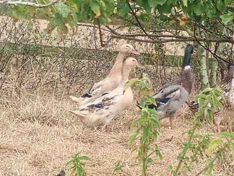 Indian runner cross Apple yard