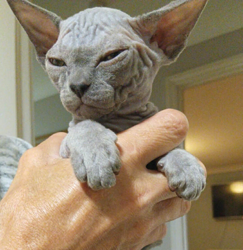 canadian sphynx
