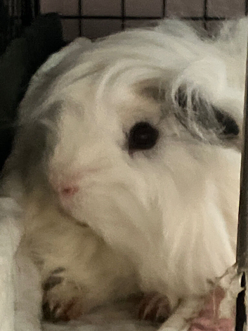 Long Guinea pigs