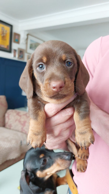 BEAUTIFUL MINITURE DACHSHUND BABIES