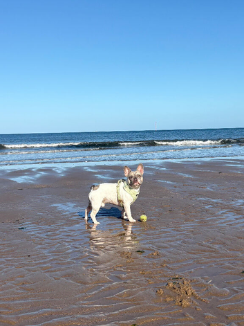 French Bulldog for sale