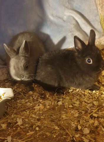 Netherland darf babies from my show lines
